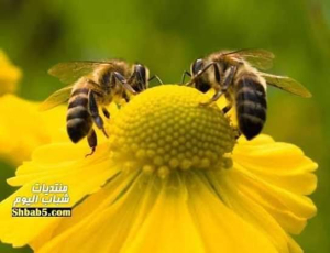 موسسة عسل السدر لتجاريةالاغذية
